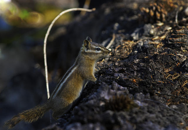 GroundSquirrel023