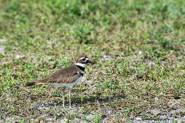 Killdeer