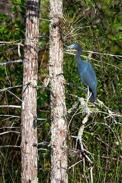 Little Blue Heron