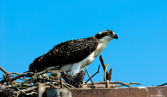 Osprey