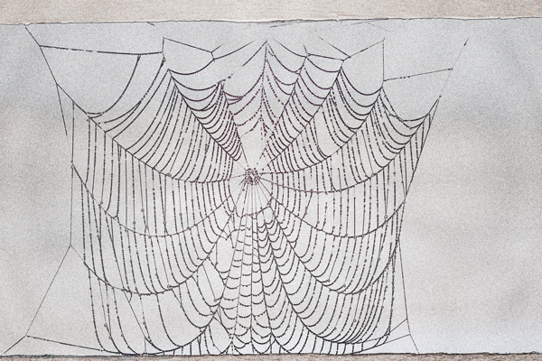 Spider Webs