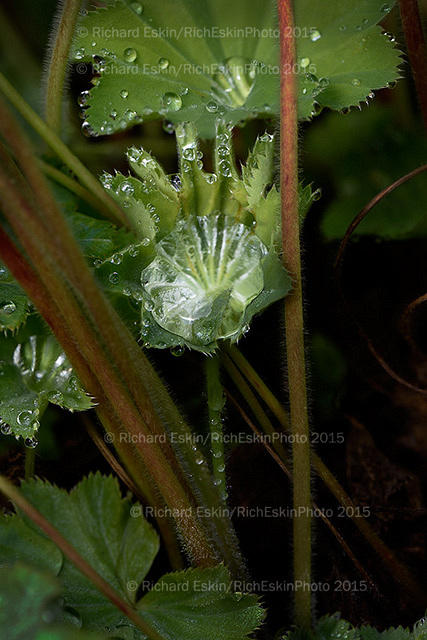 WaterDroplets