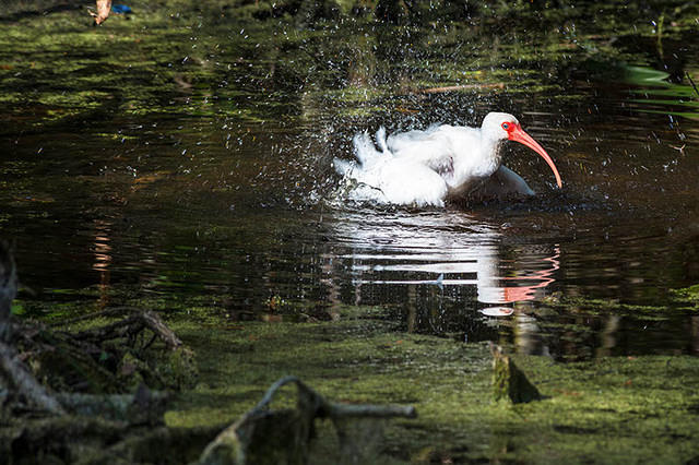 WhiteIbis (65)