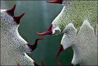Agave