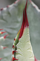 Agave131-33