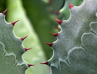 Agave parviflora