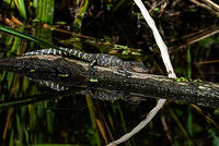 Alligator Juvenile