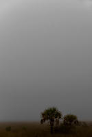 Fog & Palms
