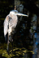 Great Blue Heron