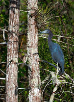 Little Blue Heron