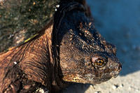 Snapping Turtle