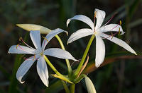String-Lilly