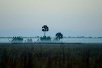 Sunrise Mist