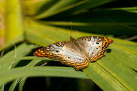 White Peacock Buttterfly