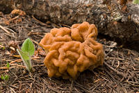 Brain Mushrom