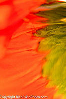 Flower reflections