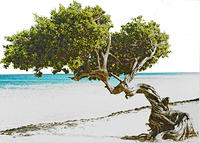 Divi-Divi Tree