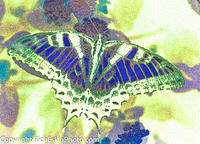 Tiger Swallowtail