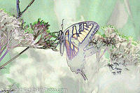 Tiger Swallowtail