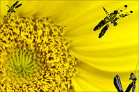 Yellow Flower, Mantis and Dragonflies