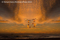 DancingKites