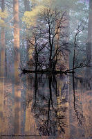 Reflections