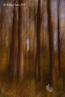 RabbitInTheTrees D8E 6032