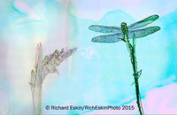 Slaty Skimmer & Wetland Plant