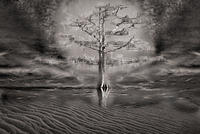The Tree