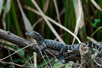 AlligatorsJuveniles (17)