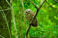 Barred Owl