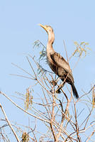 Double-crested Cormorant