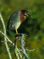 Green Heron