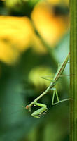 Mantis
