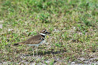 Killdeer
