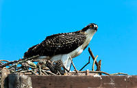 Osprey