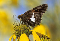 Silver Spotted Skipper