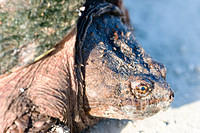 SnappingTurtle (11)