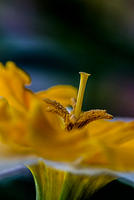 Daffodil Stigma